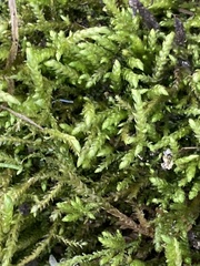 Brachythecium rivulare