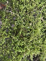 Brachythecium rivulare