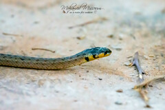 Macroprotodon mauritanicus