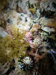 Pterochelus triformis
