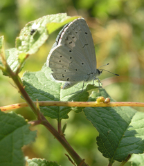 Celastrina argiolus