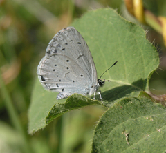 Celastrina argiolus