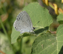Celastrina argiolus