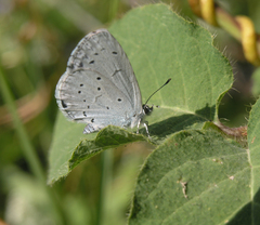 Celastrina argiolus
