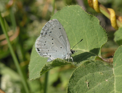 Celastrina argiolus