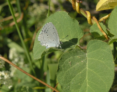 Celastrina argiolus