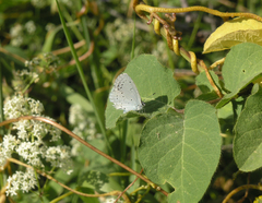 Celastrina argiolus