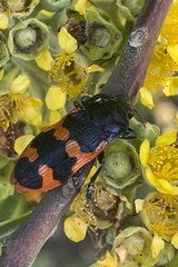 Castiarina bremei