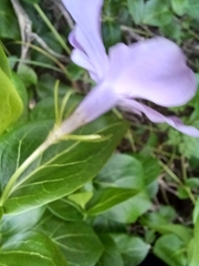 Vinca difformis