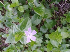 Vinca difformis
