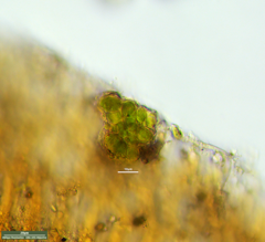Desmococcus olivaceus
