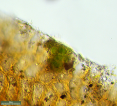 Desmococcus olivaceus
