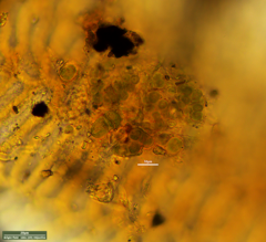 Desmococcus olivaceus