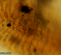 Desmococcus olivaceus