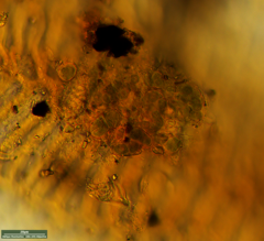 Desmococcus olivaceus