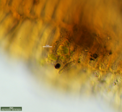 Desmococcus olivaceus