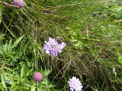 Scabiosa lucida