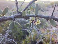 Gloveria integrifolia