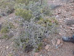 Gloveria integrifolia
