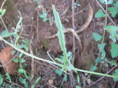 Convolvulus sagittatus
