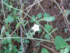 Convolvulus sagittatus