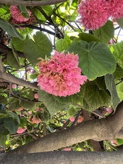 Dombeya wallichii