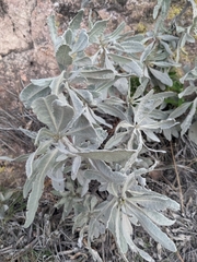 Eriodictyon tomentosum