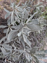 Eriodictyon tomentosum