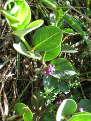 Raphionacme hirsuta