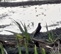 Dicrurus macrocercus