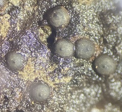 Rosellinia
