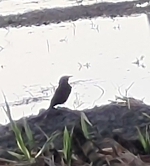 Dicrurus macrocercus