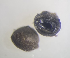 Rosellinia