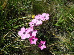 Dianthus pavonius