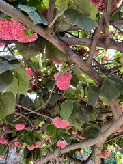 Dombeya wallichii