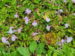 Mazus fauriei