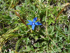Gentiana brachyphylla brachyphylla