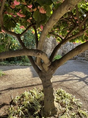 Dombeya wallichii