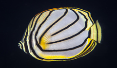 Chaetodon meyeri