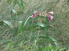 Crinum bulbispermum