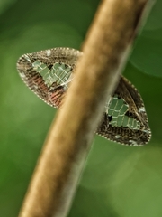 Ricanoptera fenestrata
