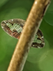 Ricanoptera fenestrata