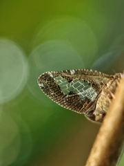 Ricanoptera fenestrata