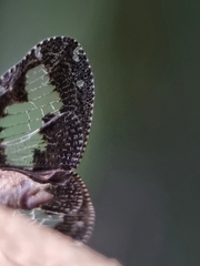 Ricanoptera fenestrata