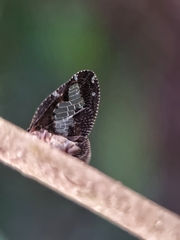 Ricanoptera fenestrata