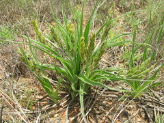 Hypoxis obtusa