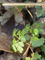 Geranium robertianum
