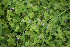 Torenia crustacea