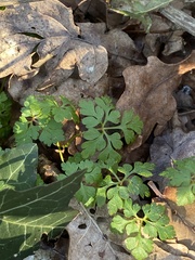 Geranium robertianum