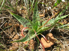 Ledebouria revoluta